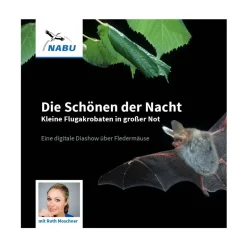 Die Schönen der Nacht: kleine Flugakrobaten in großer Not