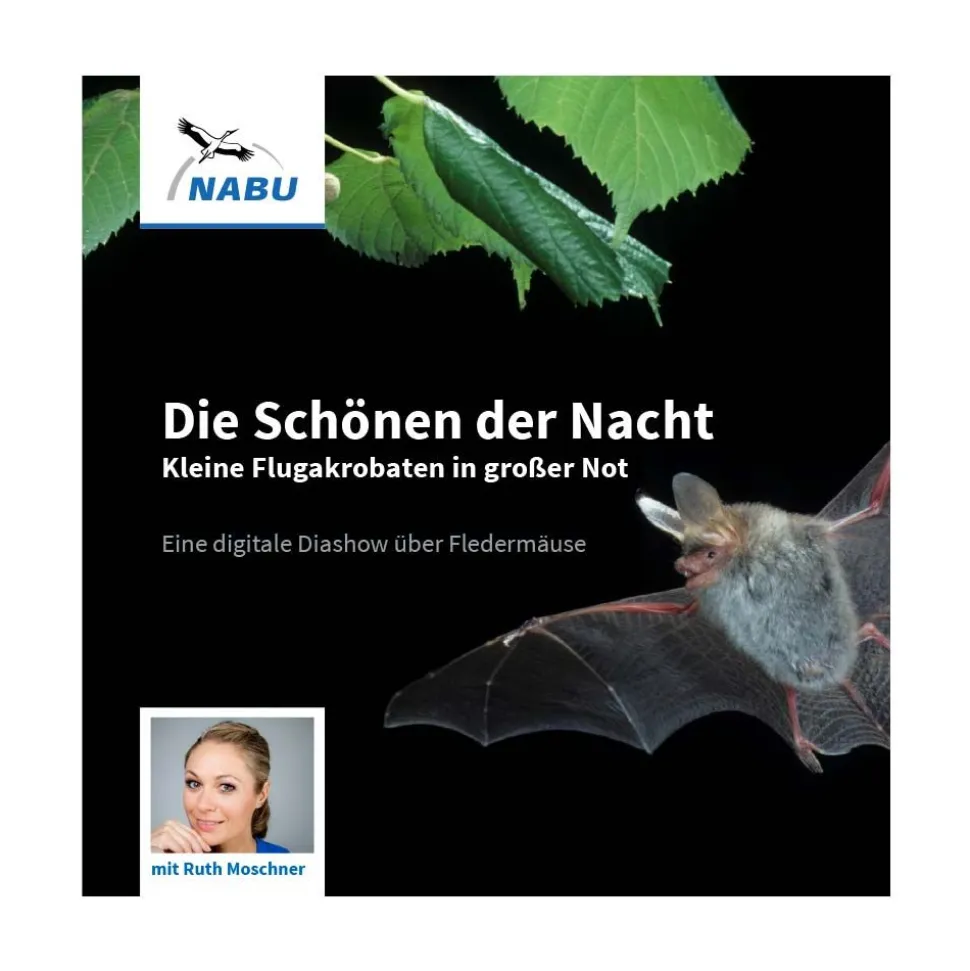 Die Schönen der Nacht: kleine Flugakrobaten in großer Not