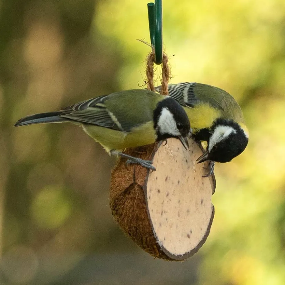 Gefüllte Kokosnuss mit Mehlwürmern und Insekten, halb