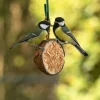 Kokosnuss mit Mehlwürmern, halb