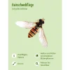 Leporello Insekten - Das Who-is-Who des Insektensommers