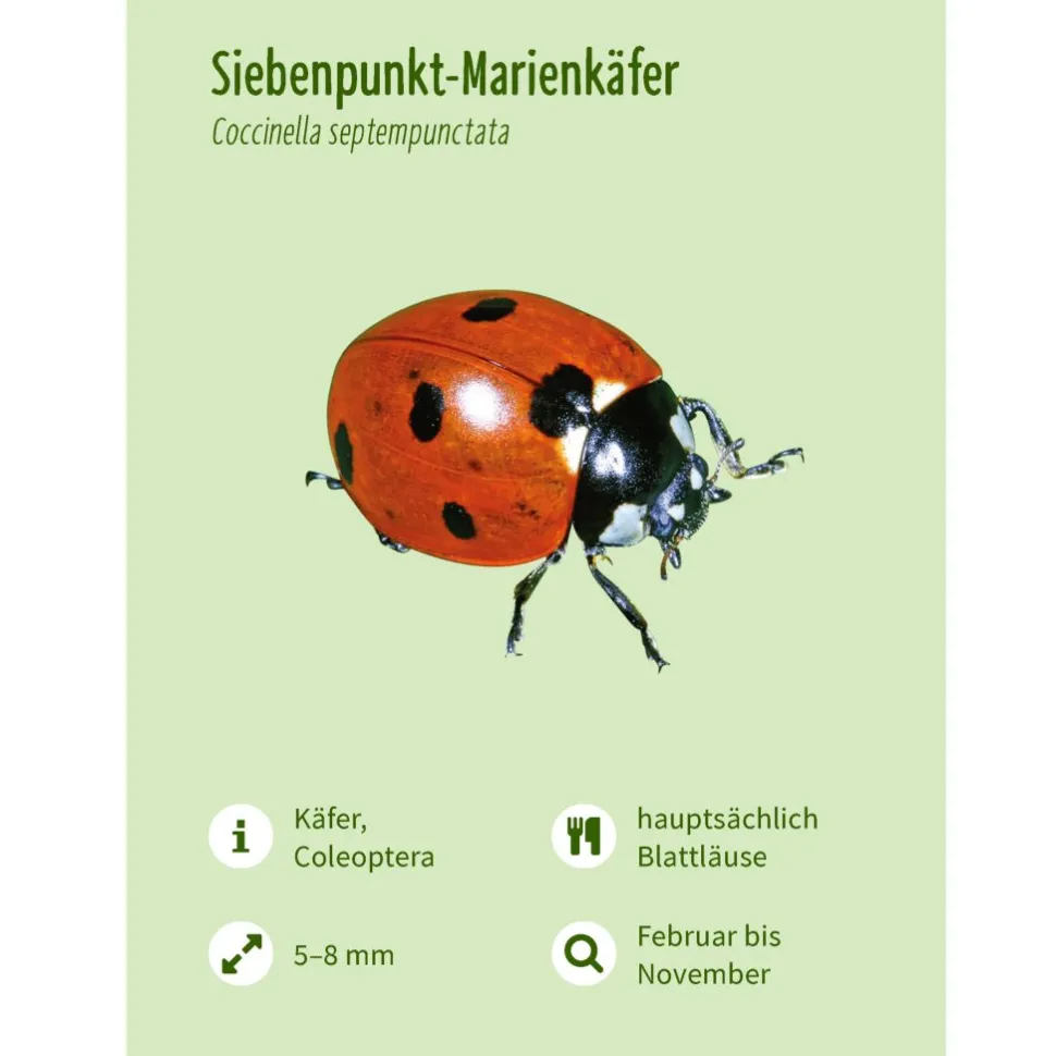 Leporello Insekten - Das Who-is-Who des Insektensommers
