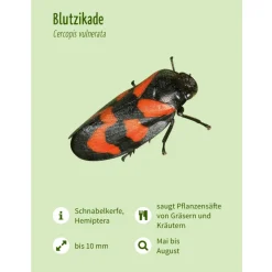 Leporello Insekten - Das Who-is-Who des Insektensommers