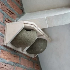 Mehlschwalbennest doppelt, abnehmbar