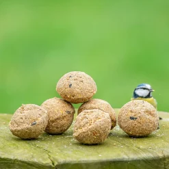 Meisenknödel mit Insektenfett, 6 Stück