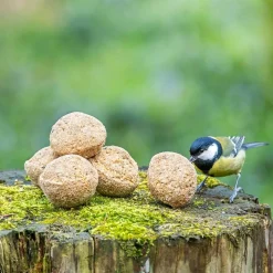 Meisenknödel mit Insektenfett, 6 Stück