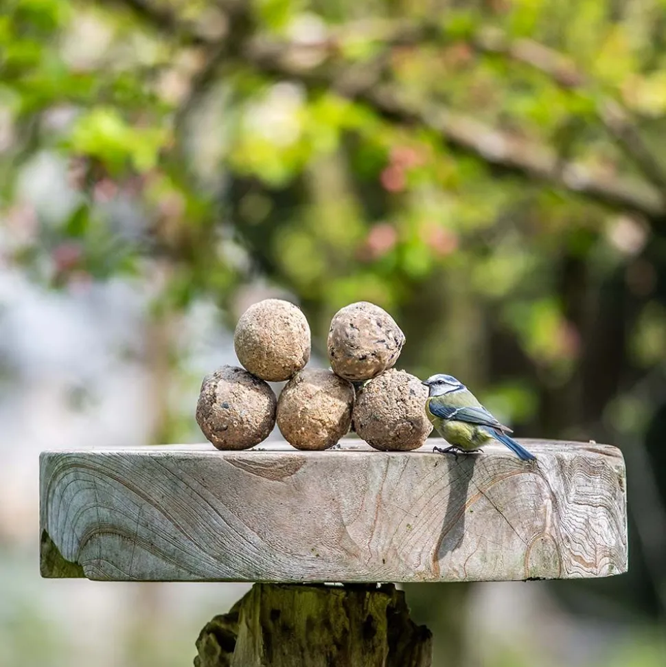 Meisenknödel mit Mehlwürmern, 6 Stück