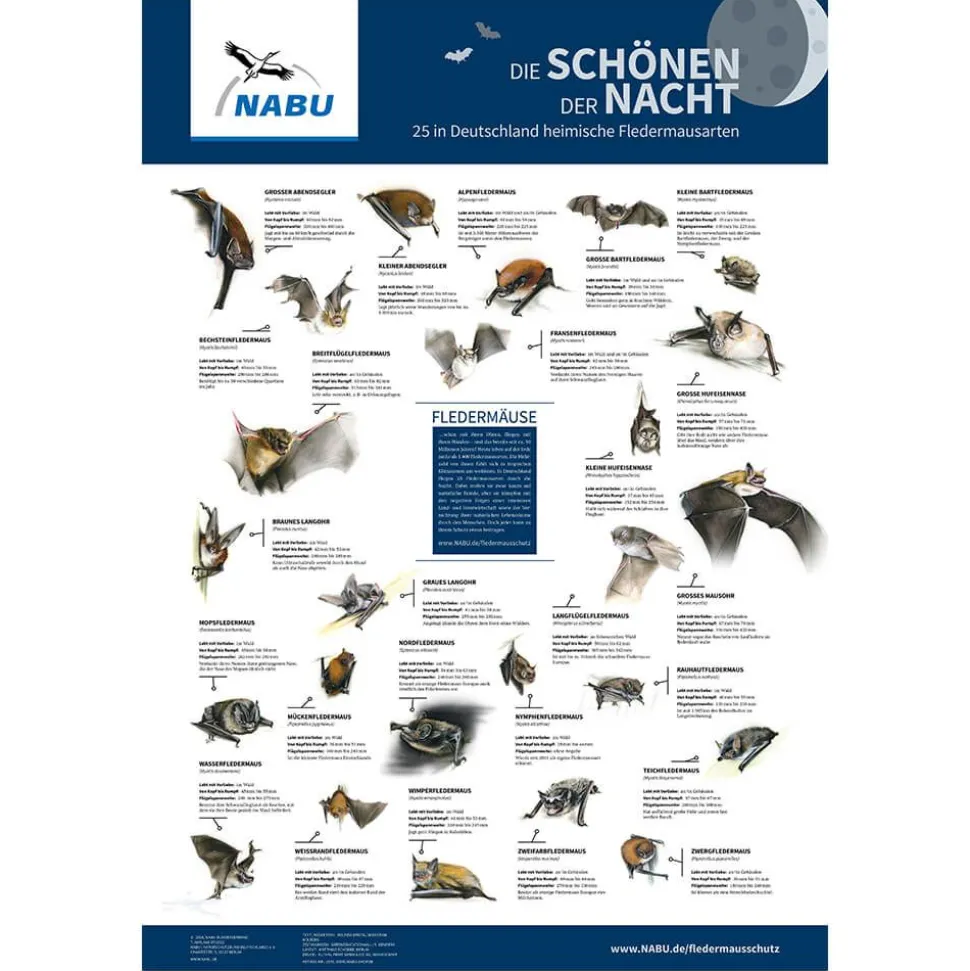 Poster „Die Schönen der Nacht. 25 in Deutschland heimische Fledermausarten