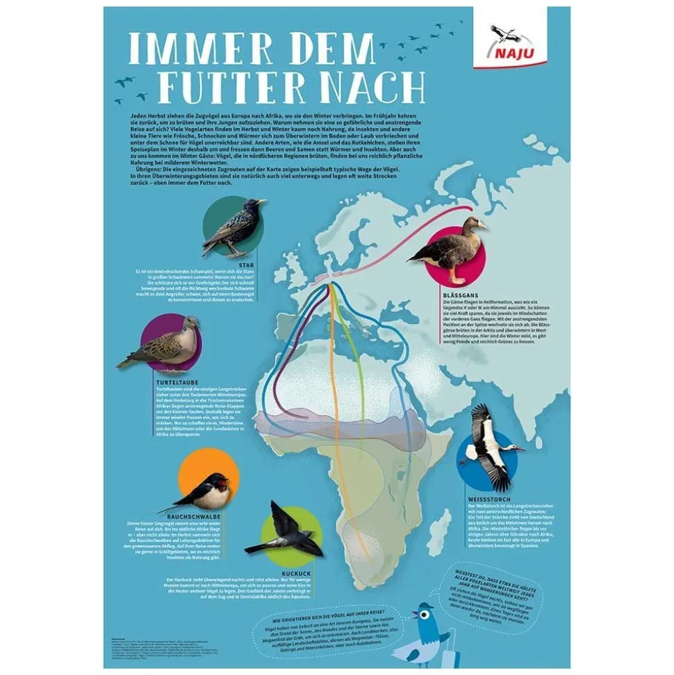 Vogelzug - Immer dem Futter nach! (Poster)
